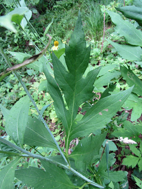 Cutleaf coneflower: Found in Porcupine Mountains State Park, Michigan.