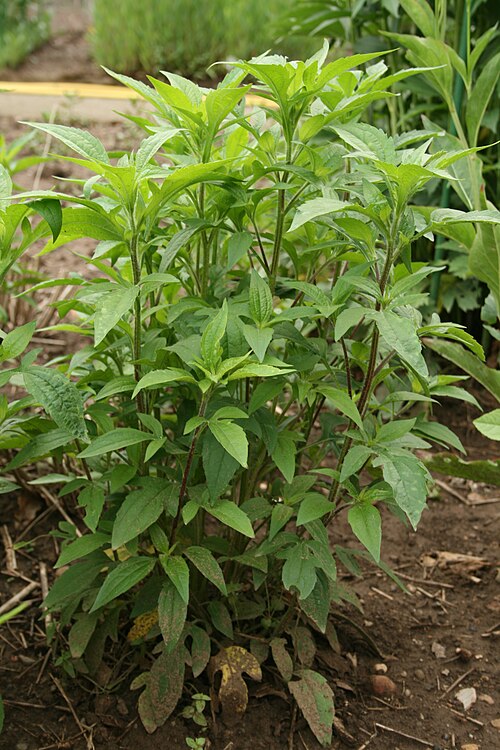 Browneyed Susan: Rudbeckia