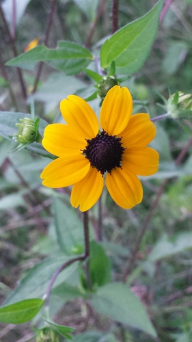 Browneyed Susan (Rudbeckia triloba)