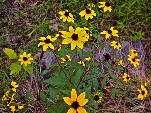 Browneyed Susan: Photo of Rudbeckia triloba in flower. This is a native plant growing wild in Great Falls Park, Fairfax county Virginia, USA. This species is a member of the Ast