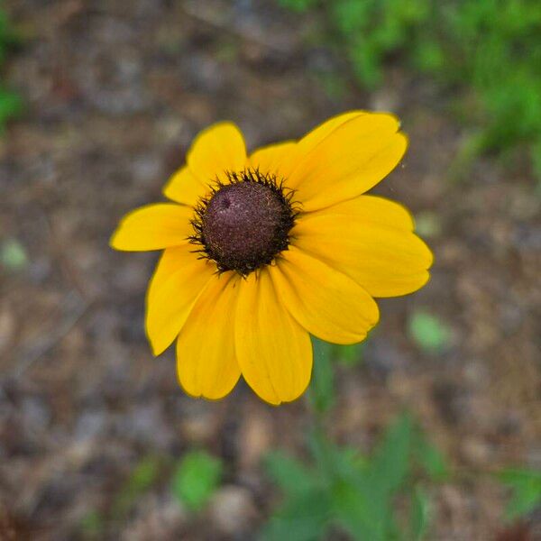 Browneyed Susan (Rudbeckia triloba)