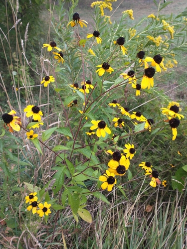 Browneyed Susan (Rudbeckia triloba)
