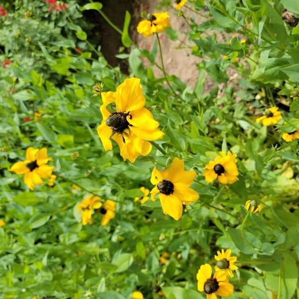 Browneyed Susan (Rudbeckia triloba)
