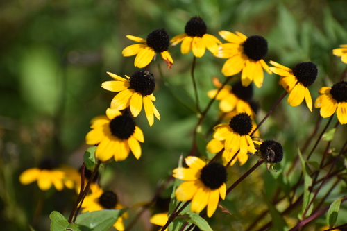 Browneyed Susan (Rudbeckia triloba)