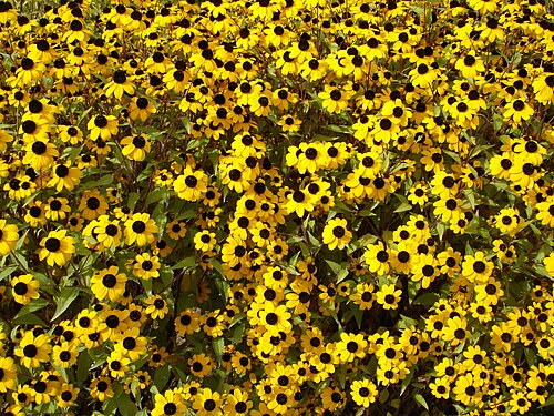Browneyed Susan: Rudbeckia triloba