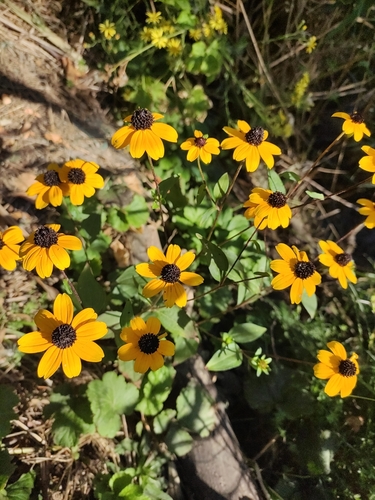 Browneyed Susan (Rudbeckia triloba)