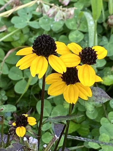 Browneyed Susan (Rudbeckia triloba)