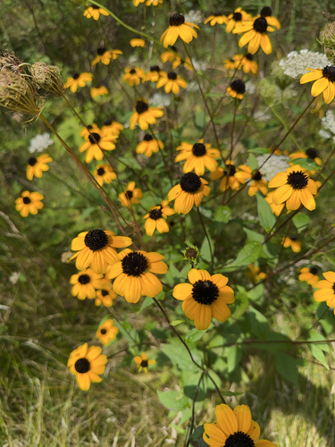 Browneyed Susan (Rudbeckia triloba)