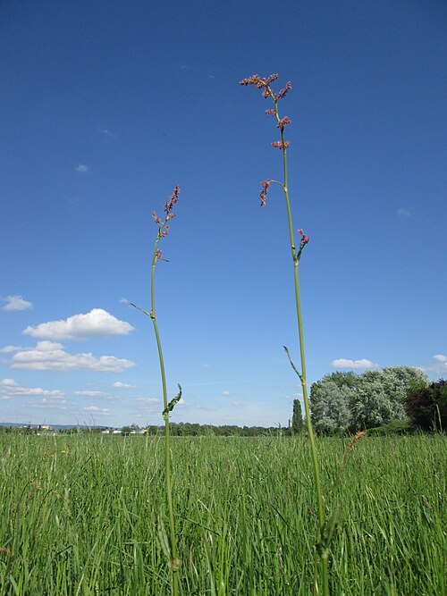 Common sorrel: Wiesen-Sauerampfer ( Rumex acetosa ) im Naturschutzgebiet „Bachwiesen/Leopoldswiesen“ im Hockenheimer Rheinbogen