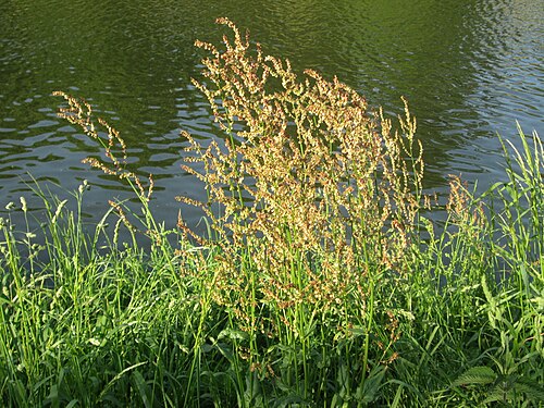Common sorrel: Rumex acetosa an der Saar in Sankt Arnual