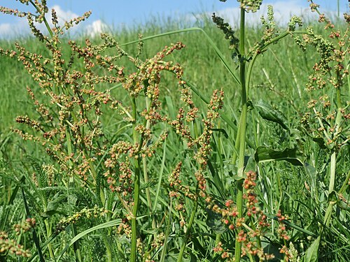 Common sorrel: Wiesen-Sauerampfer ( Rumex acetosa ) am Kraichbach im Hockenheimer Rheinbogen