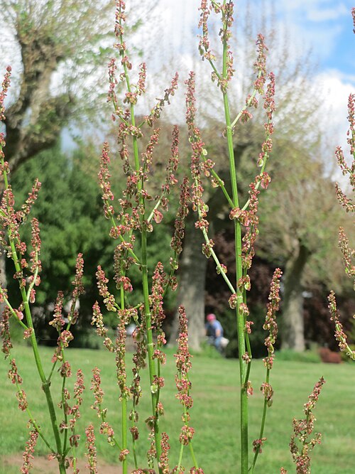 Common sorrel: Wiesen-Sauerampfer ( Rumex acetosa ) an der Saar in Saarbrücken