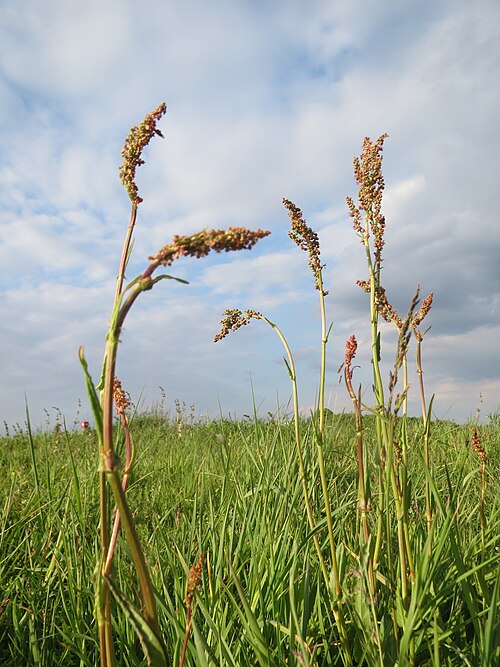 Common sorrel: Wiesen-Sauerampfer ( Rumex acetosa ) in Hockenheim-Talhaus