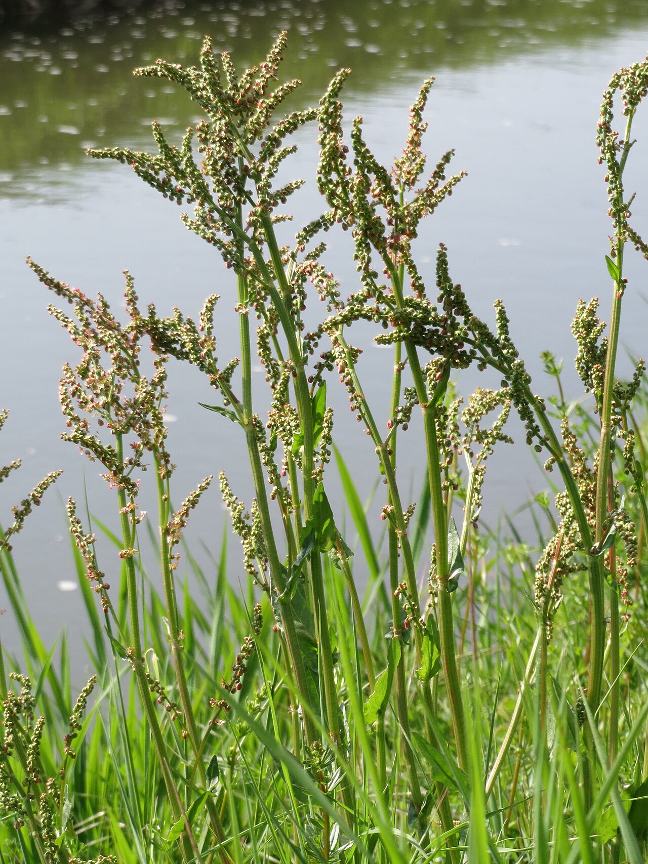 Common sorrel: Wiesen-Sauerampfer ( Rumex acetosa ) am Kraichbach bei Hockenheim