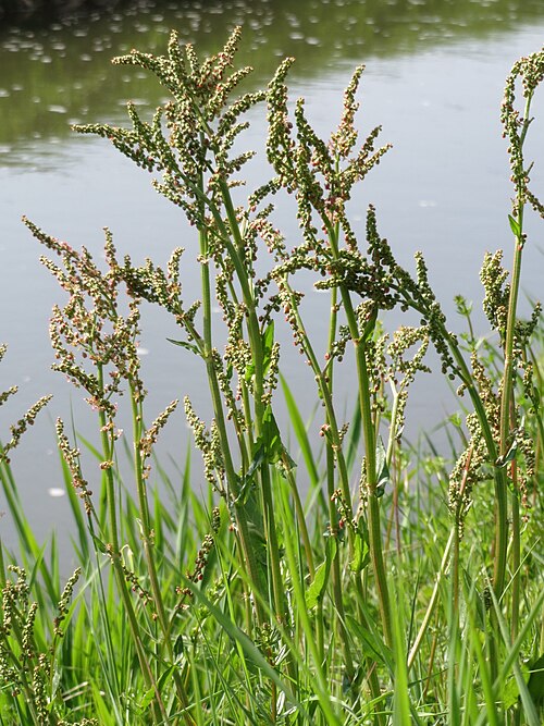 Common sorrel: Wiesen-Sauerampfer ( Rumex acetosa ) am Kraichbach bei Hockenheim