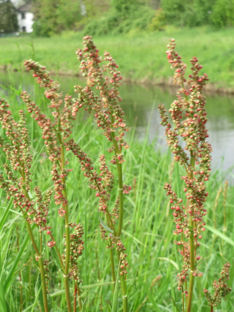 Common sorrel: Wiesen-Sauerampfer ( Rumex acetosa ) am Kraichbachdamm im Landschaftsschutzgebiet „Hockenheimer Rheinbogen“