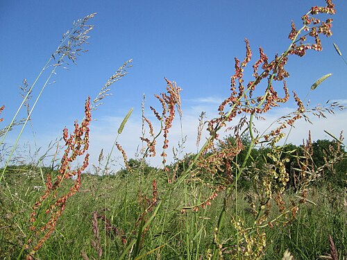 Common sorrel: Rumex acetosa im Naturschutzgebiet „Karl-Ludwig-See“ im Landschaftsschutzgebiet „Hockenheimer Rheinbogen“