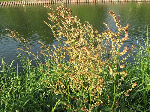Common sorrel: Rumex acetosa an der Saar in Sankt Arnual