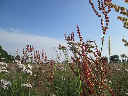 Common sorrel: Rumex acetosa im Naturschutzgebiet „Karl-Ludwig-See“ im Landschaftsschutzgebiet „Hockenheimer Rheinbogen“