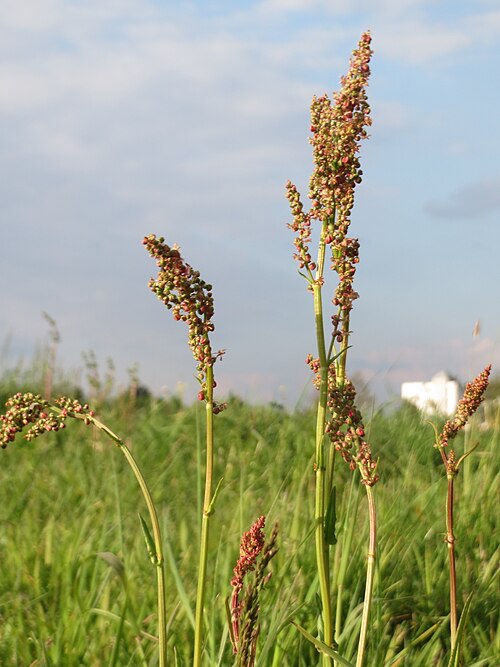Common sorrel: Wiesen-Sauerampfer ( Rumex acetosa ) in Hockenheim-Talhaus