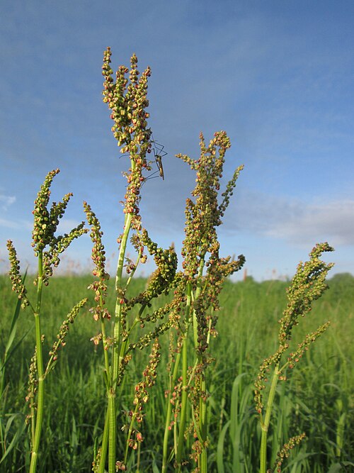 Common sorrel: Wiesen-Sauerampfer ( Rumex acetosa ) im Landschaftsschutsgebiet „Saalbachniederung“ bei Bruchsal