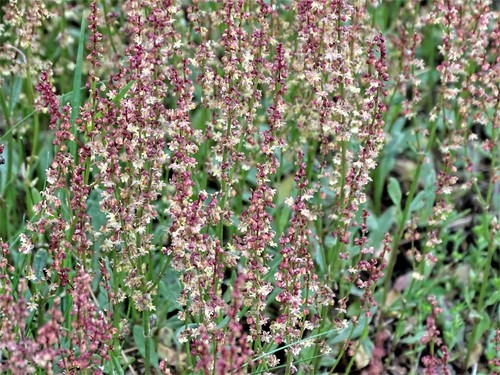 Common sheep sorrel (Rumex acetosella)