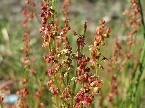 Common sheep sorrel: Kleiner Sauerampfer ( Rumex acetosella ) in Bruchmühlbach-Miesau
