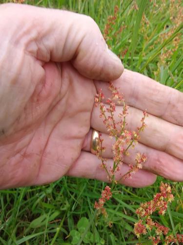 Common sheep sorrel (Rumex acetosella)
