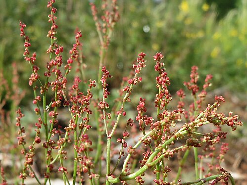Common sheep sorrel: Kleiner Sauerampfer ( Rumex acetosella ) in der Schwetzinger Hardt