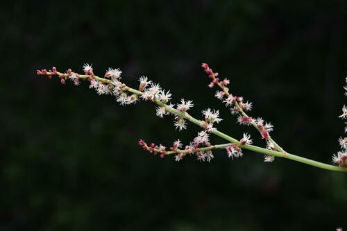 Common sheep sorrel