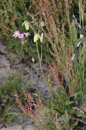 Common sheep sorrel (Rumex acetosella)