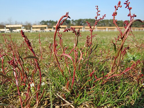 Common sheep sorrel: Kleiner Sauerampfer ( Rumex acetosella ) in Hockenheim