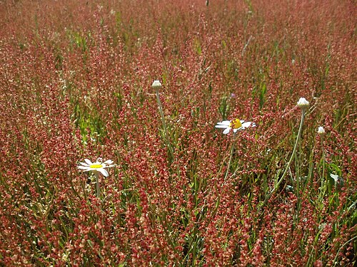 Common sheep sorrel: Wiese bei Hockenheim