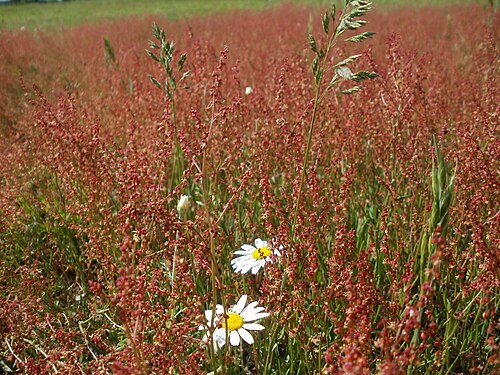 Common sheep sorrel: Wiese bei Hockenheim