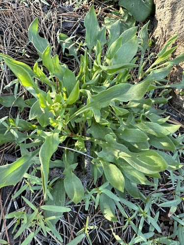 Common sheep sorrel (Rumex acetosella)
