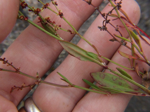 Common sheep sorrel (Rumex acetosella)