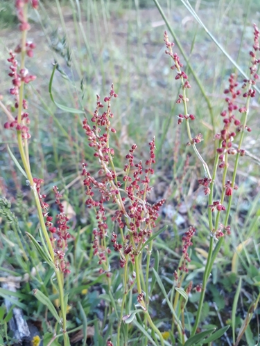 Common sheep sorrel (Rumex acetosella)