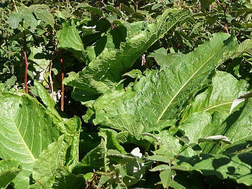 Alpine dock: Oseille des Alpes ( Rumex alpinus ) dans la Réserve naturelle de la vallée de Chaudefour . Plante identifiée par le Conservateur de la réserve, Eric Vallet, lor