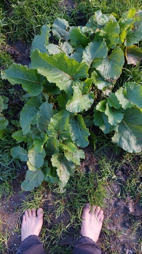 Alpine dock (Rumex alpinus)