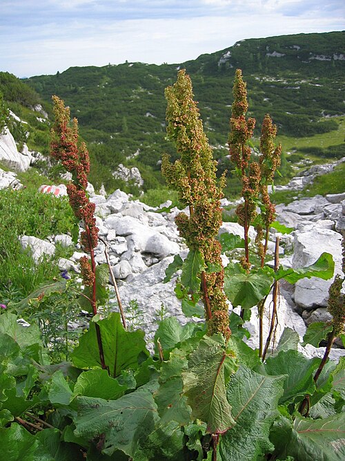 Alpine dock (Rumex alpinus)