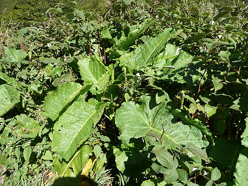 Alpine dock: Oseille des Alpes ( Rumex alpinus ) dans la Réserve naturelle de la vallée de Chaudefour . Plante identifiée par le Conservateur de la réserve, Eric Vallet, lor