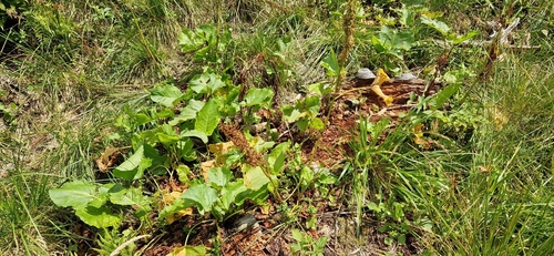 Alpine dock (Rumex alpinus)