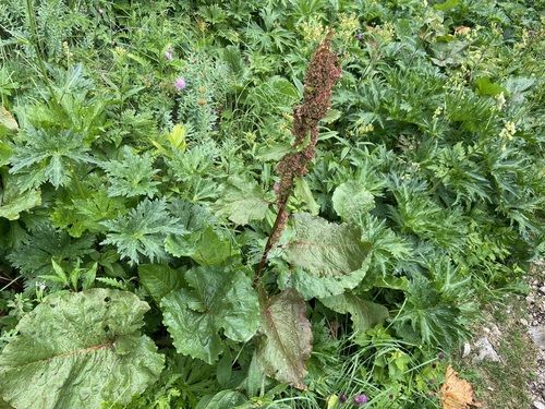 Alpine dock (Rumex alpinus)