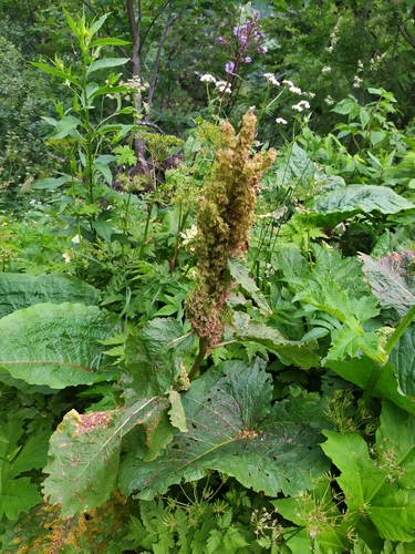 Alpine dock (Rumex alpinus)