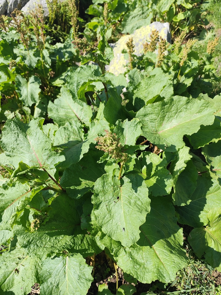 Alpine dock (Rumex alpinus)
