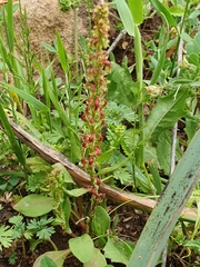 Red dock (Rumex bucephalophorus)