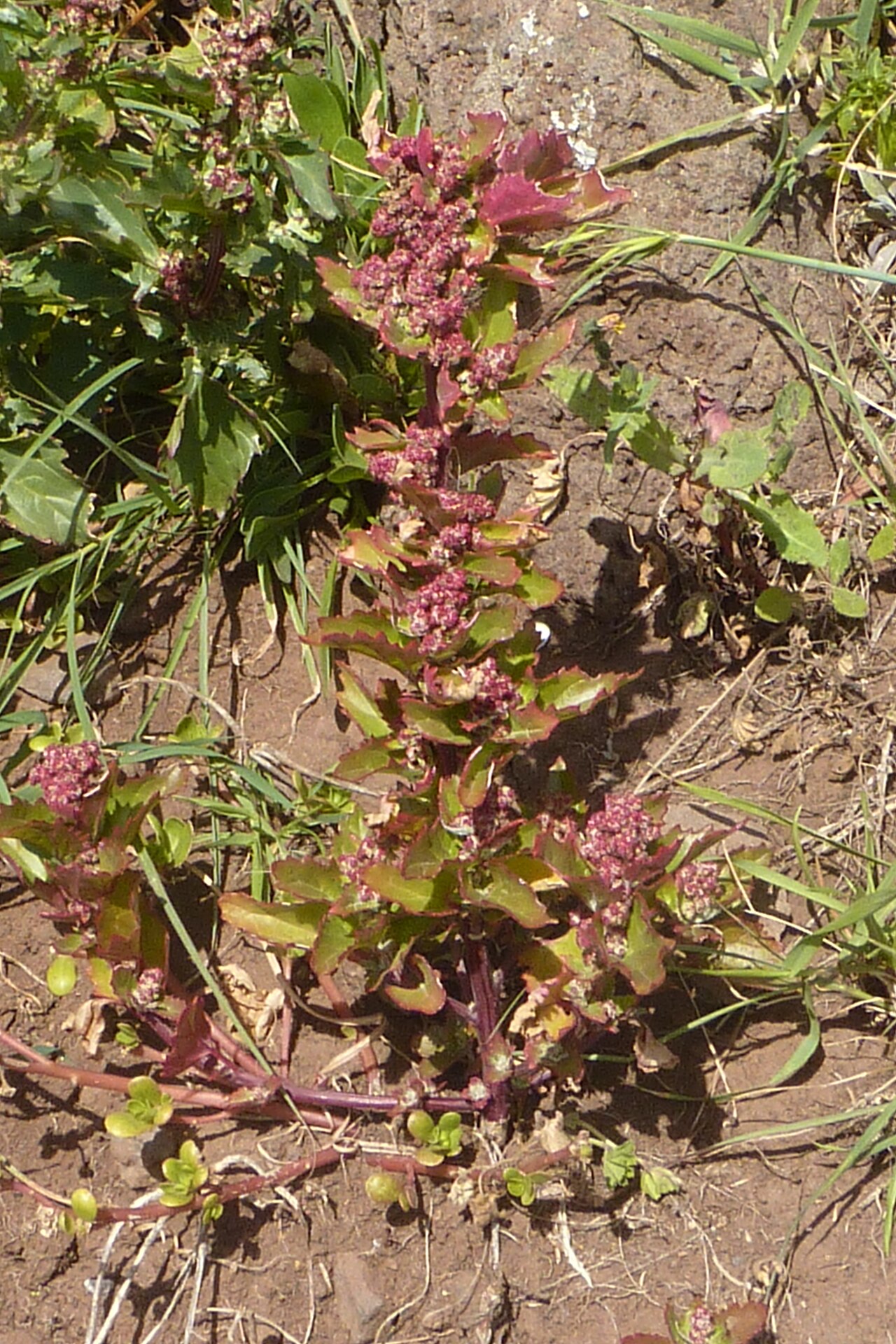 Red dock: Red Dock Rumex bucephalophorus w Ponto Sao Lourenco Madeira-001