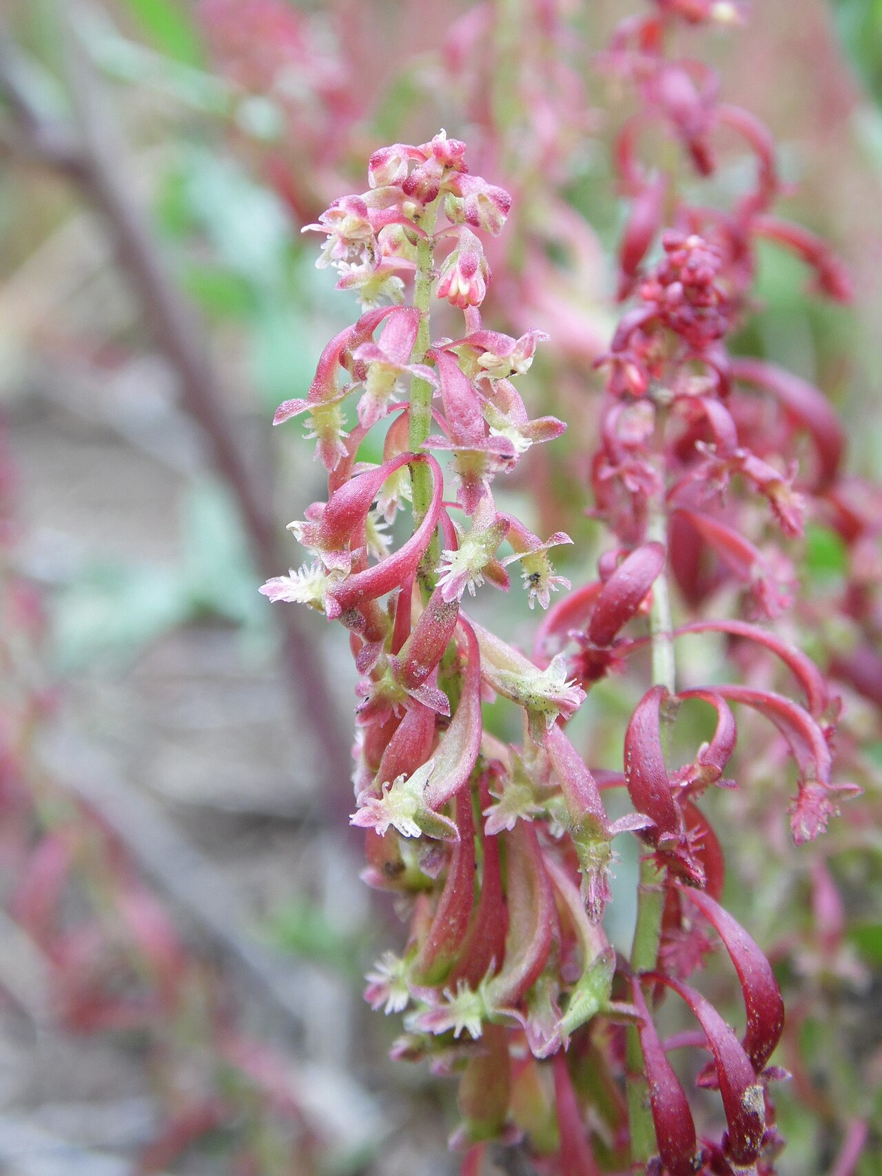 Red dock: Rumex bucephalophorus in Cruz de Tajeda, Gran Canaria, Canary Is.