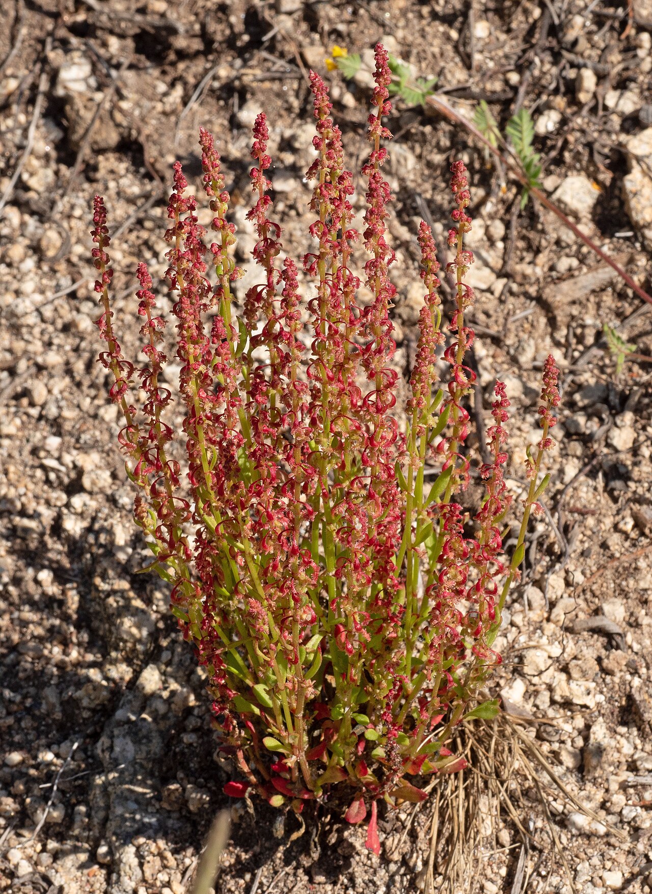Red dock: Rumex bucephalophorus . Losar de la Vera ( Cáceres , España ).