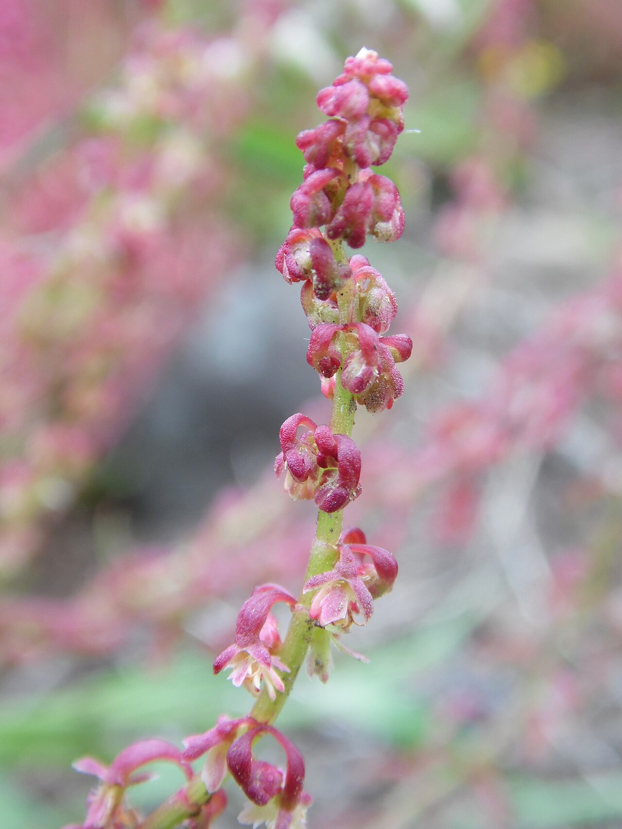 Red dock: Rumex bucephalophorus in Cruz de Tajeda, Gran Canaria, Canary Is.